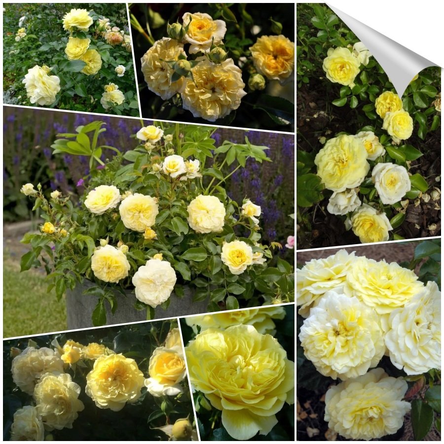 Solero róże rabatowe